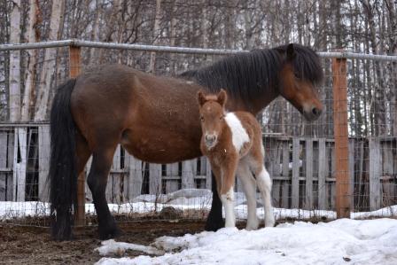 Hrimfari's first trip out into the large pen